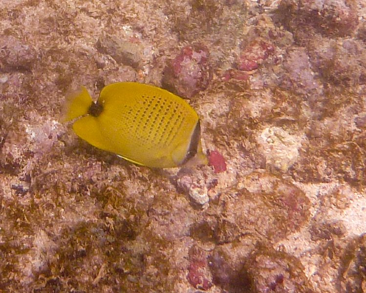 250P1000299.jpg - Poipu Beach, Milletseed Butterflyfish