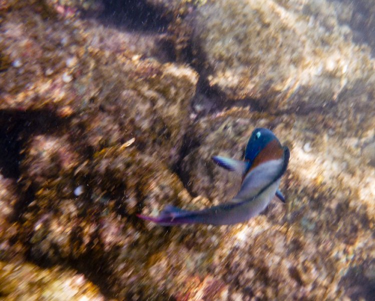 252P1000303.jpg - Poipu Beach, Saddle Wrasse