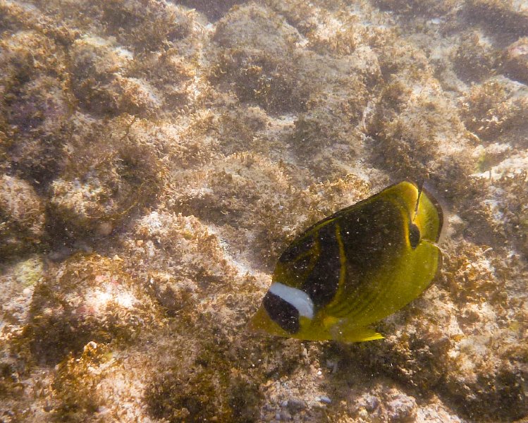 253P1000308.jpg - Poipu Beach, Raccoon Butterflyfish