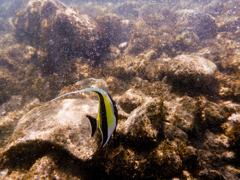 255P1000315.jpg - Poipu Beach, Moorish Idol