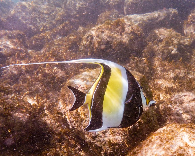 256P1000317.jpg - Poipu Beach, Moorish Idol