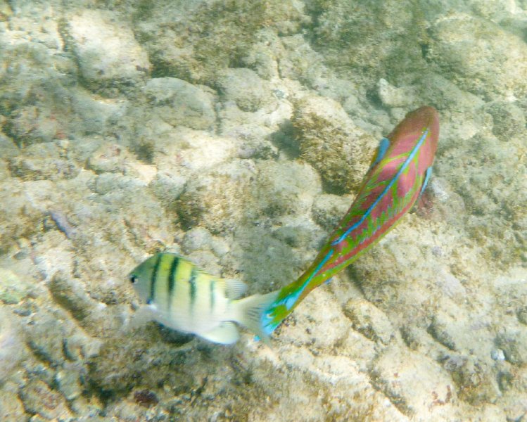 263P1000336.jpg - Poipu Beach, Sergeant Major, Christmas Wrasse