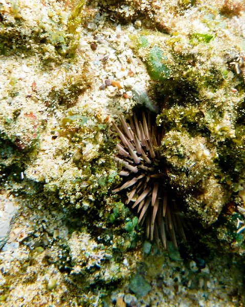 267P1000347.jpg - Poipu Beach, Sea Urchin