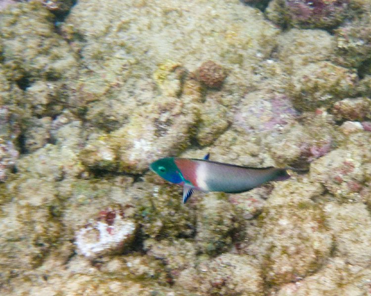 268P1000351.jpg - Poipu Beach, Saddle Wrasse