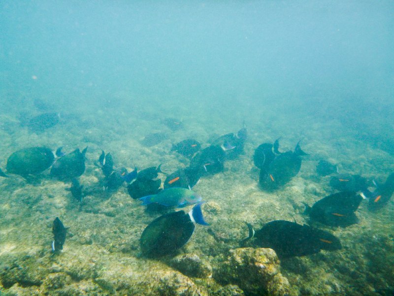 271P1000361.jpg - Poipu Beach, Orangebar Surgeonfish,