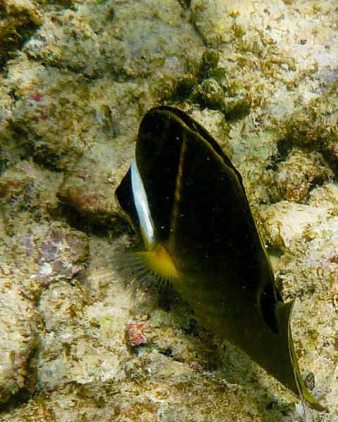 272P1000371.jpg - Poipu Beach, some flavor of Butterflyfish?