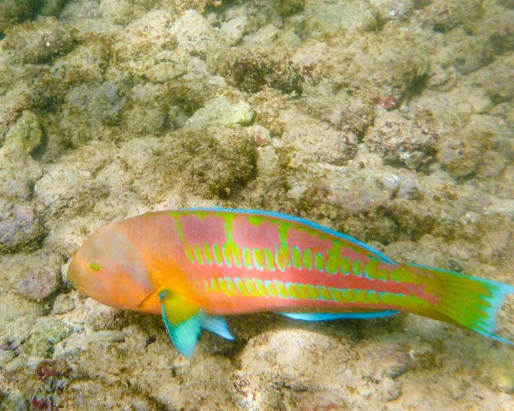 273P1000375.jpg - Poipu Beach, Christmas Wrasse