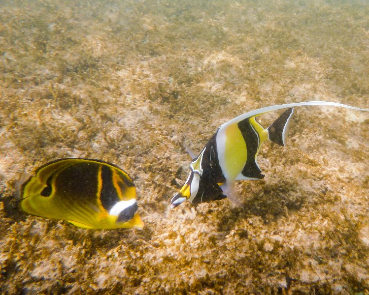 274P1000377.jpg - Poipu Beach, Raccoon Butterflyfish, Moorish Idol