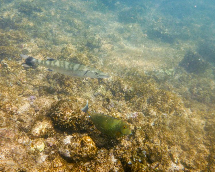 275P1000380.jpg - Poipu Beach, Great Barracuda