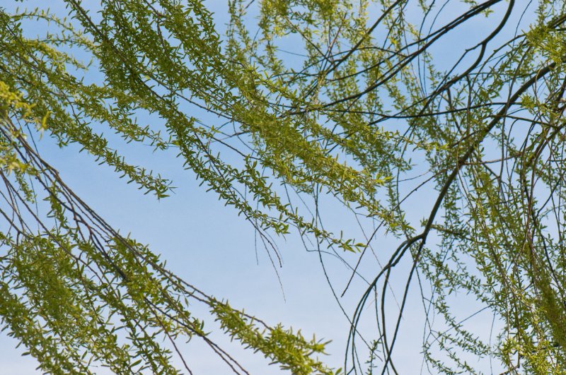 001_DSC5521.jpg - Spring foliage in the breeze